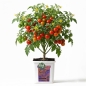 Preview: Grow Bucket Super Soil organic
